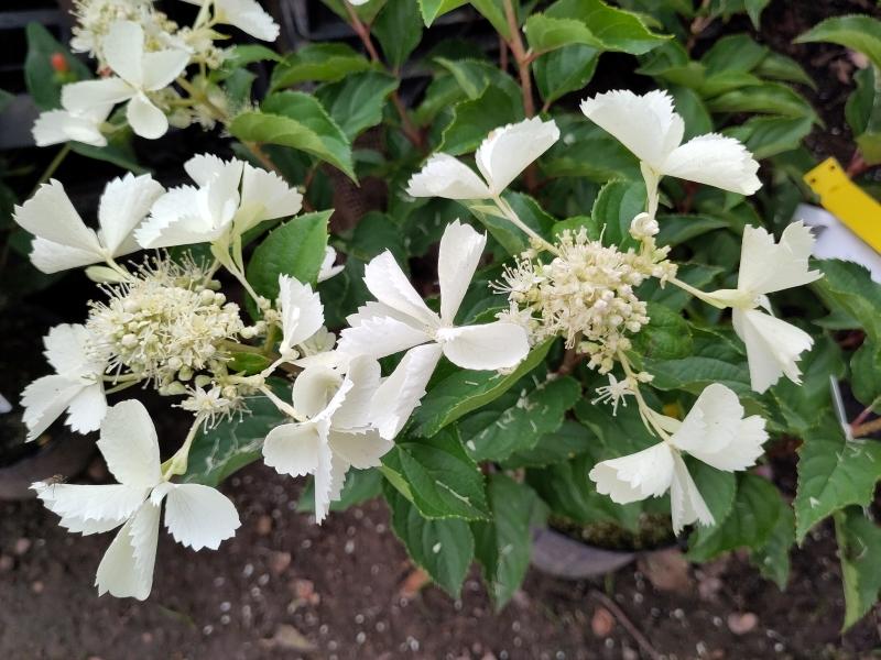 Hydrangea paniculata Kyushu