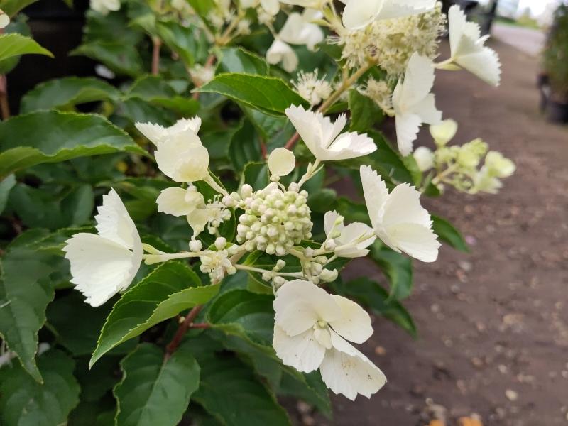 Hydrangea paniculata Kyushu