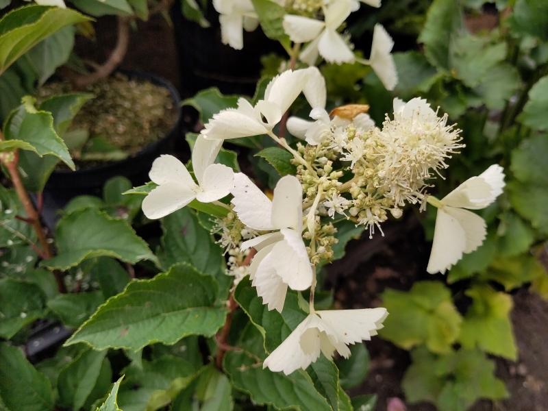 Hydrangea paniculata Kyushu