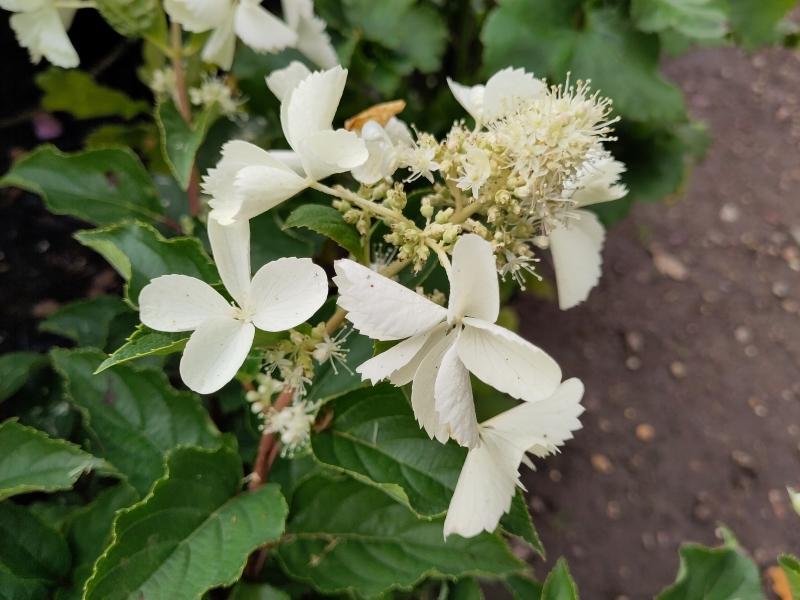 Hydrangea paniculata Kyushu