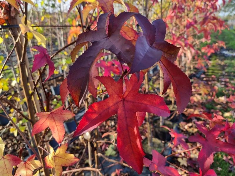 Ambraträd Lane Roberts, Liquidambar styraciflua Lane Roberts