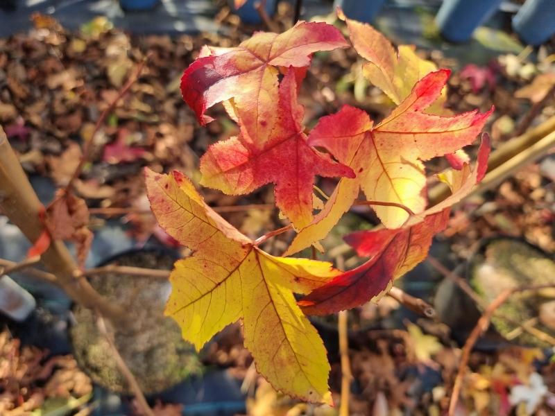 Ambraträd Lane Roberts, Liquidambar styraciflua Lane Roberts