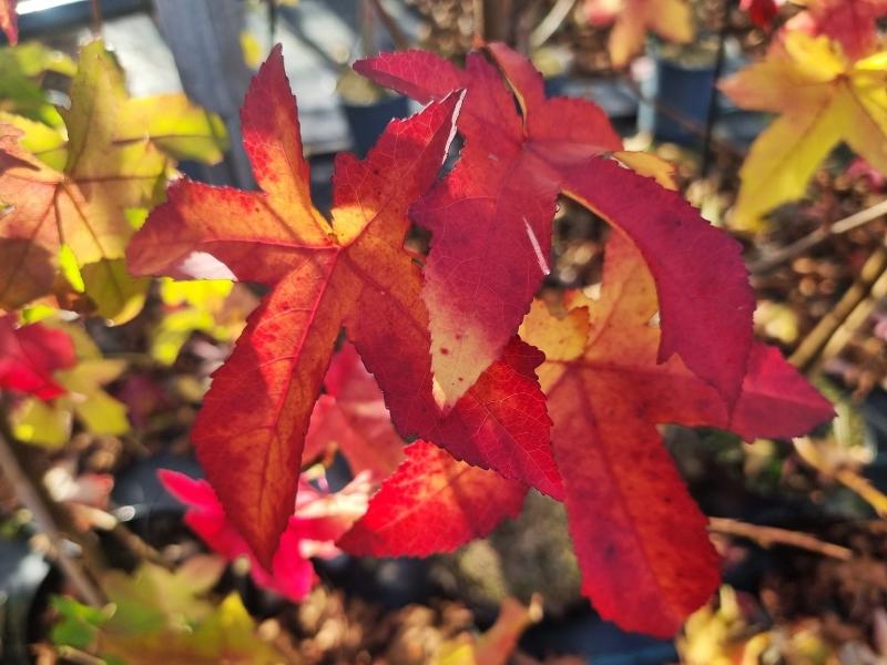 Ambraträd Lane Roberts, Liquidambar styraciflua Lane Roberts