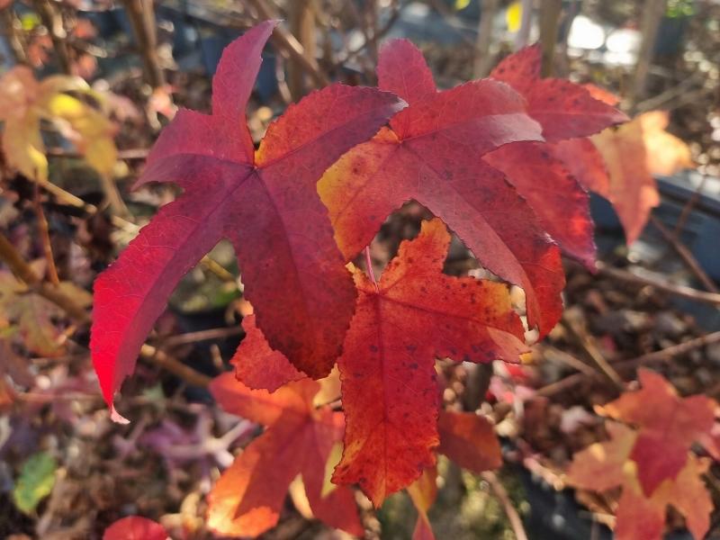 Ambraträd Lane Roberts, Liquidambar styraciflua Lane Roberts