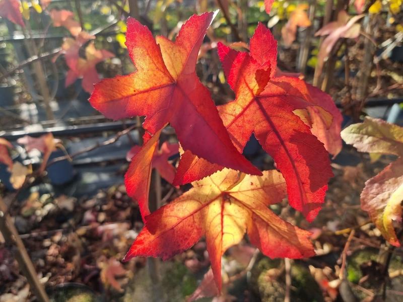 Ambraträd Lane Roberts, Liquidambar styraciflua Lane Roberts