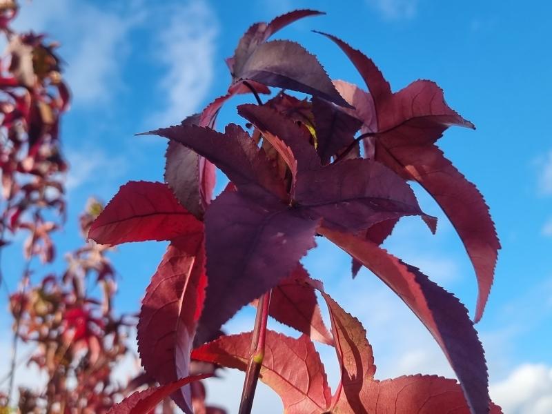 Ambraträd Lane Roberts, Liquidambar styraciflua Lane Roberts