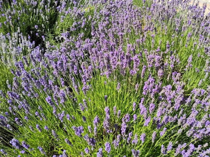 Lila Blütenpracht des Echten Lavendels Ende Juli