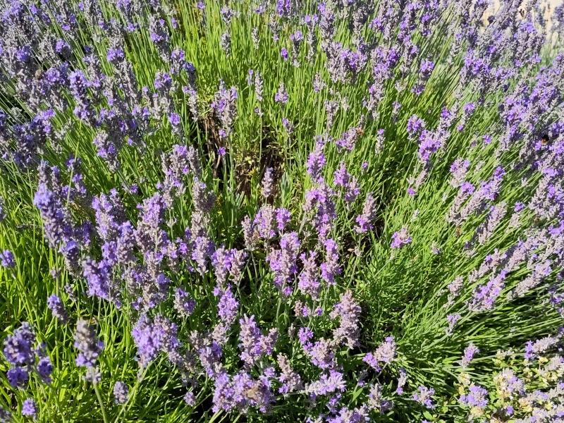 Aromatisch duftende, lila Blüten des Lavendels