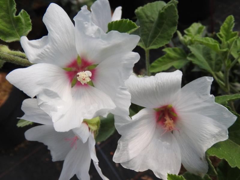 Lavatera x olbia vitblommande