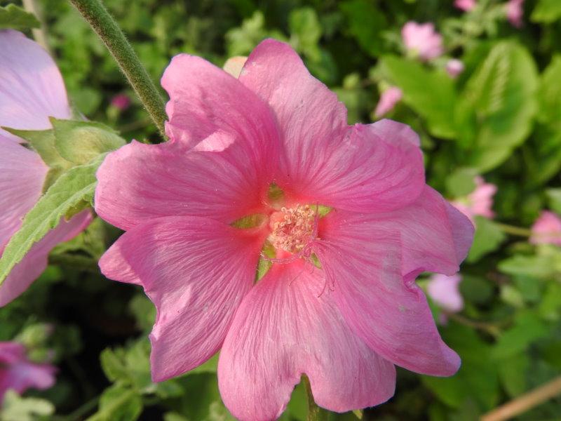 Lavatera rosea, Blüte