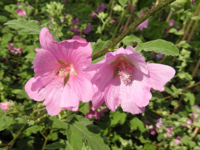 Schöne Blüten der Malve Rosea
