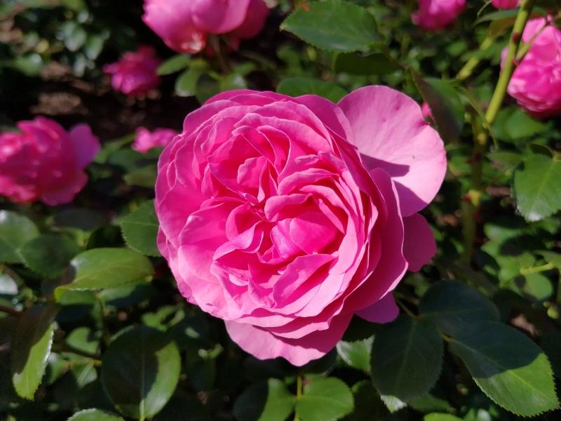 Hübsche gefüllte Blüte der Rose Leonardo da Vinci