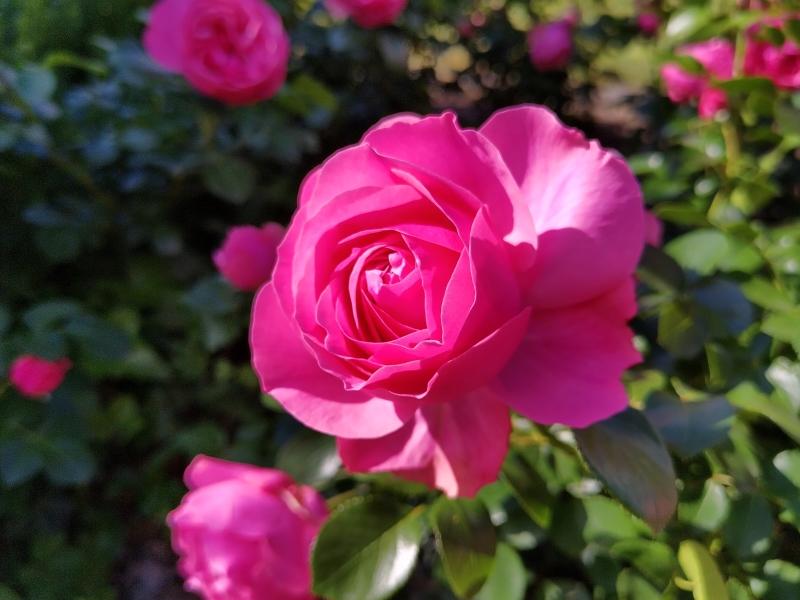 Gefüllte, pinke Blüte der Rose Leonardo da Vinci.