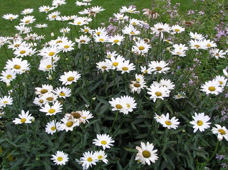 Die Sommer-Margerite in voller Blüte