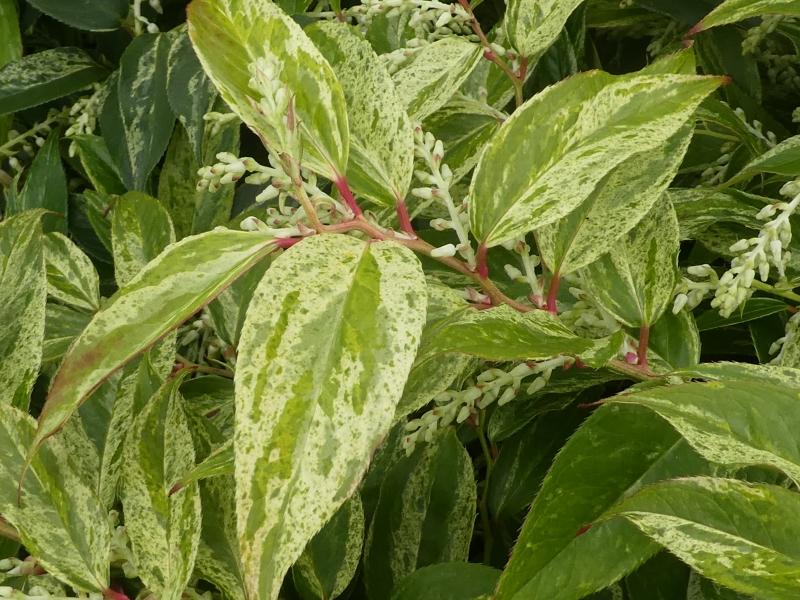 Vinterrosling Rainbow, Leucothoe walteri Rainbow