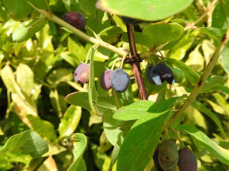 Lonicera caerulea Bergsaphir