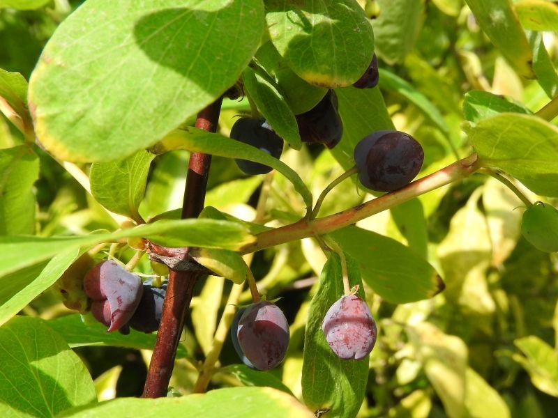 Lonicera caerulea Bergsaphir