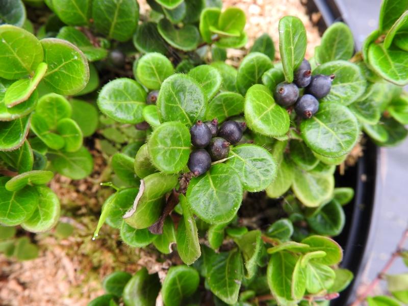 Kriechende Heckenkirsche mit schwarzen Beeren