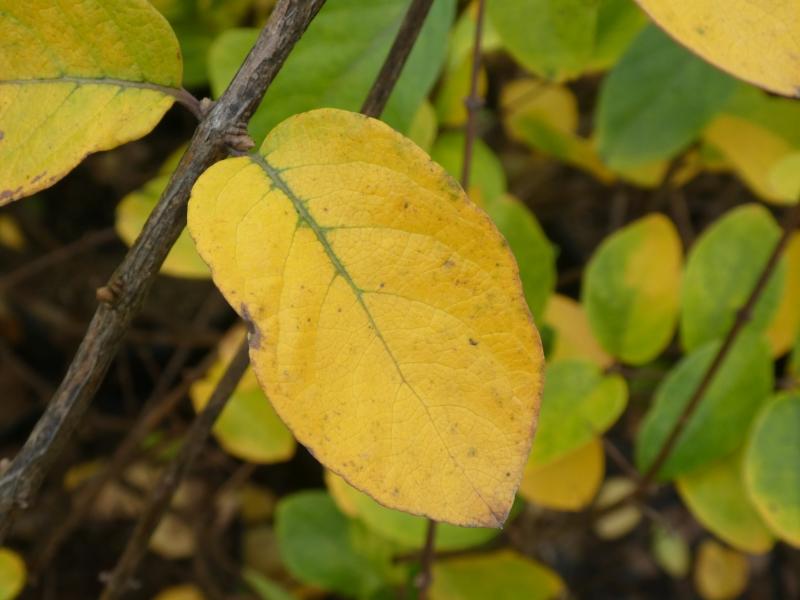 Gelbes Herbstlaub der Filzigen Heckenkirsche