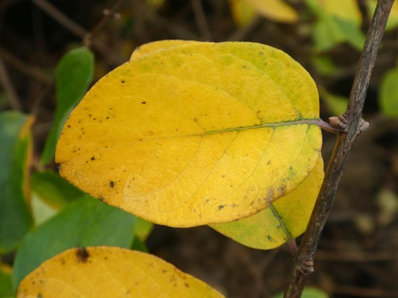 Die Filzige Heckenkirsche mit gelbem Herbstlaub.