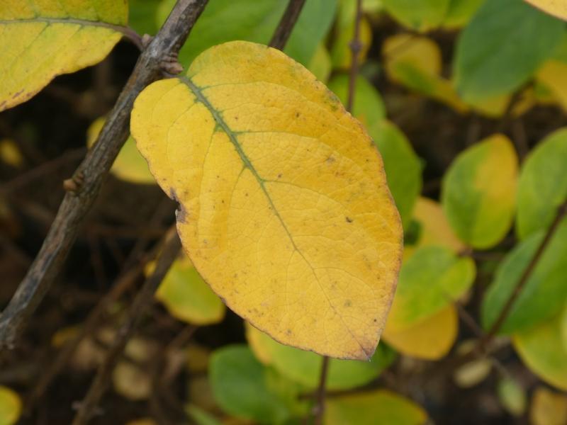 Gelbe Herbstfärbung im November