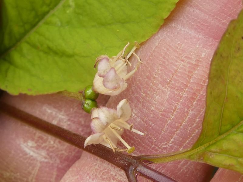Svarttry, Lonicera nigra