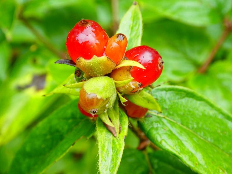 Lonicera vesicaria