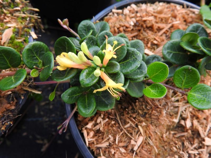 Kriechende Heckenkirsche mit gelben Blüten