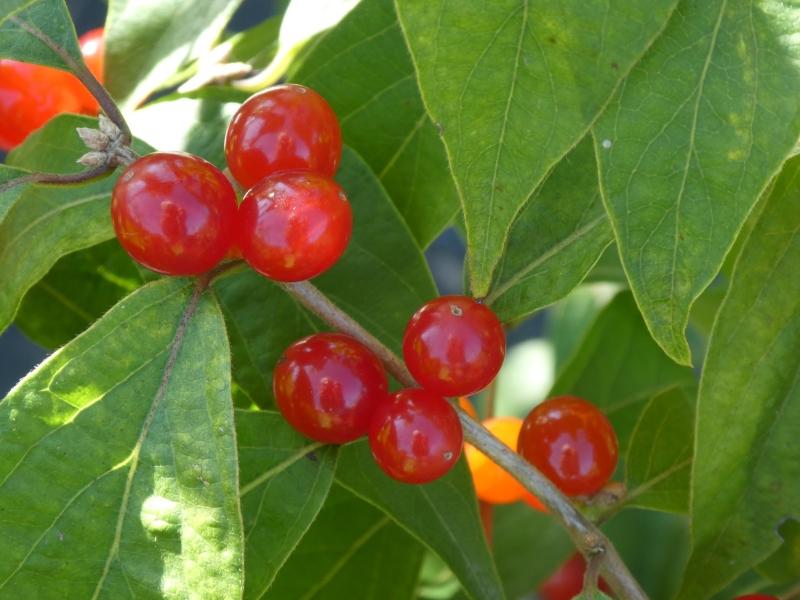 Schirm-Heckenkirsche - Fruchtschmuck im Herbst