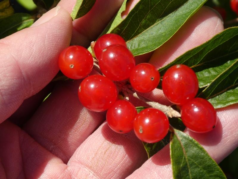 Rote Beeren der Schirm-Heckenkirsche