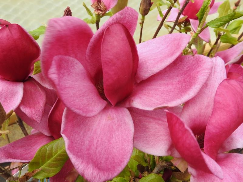Tulpenmagnolie Genie mit kräftig rosa Blüten