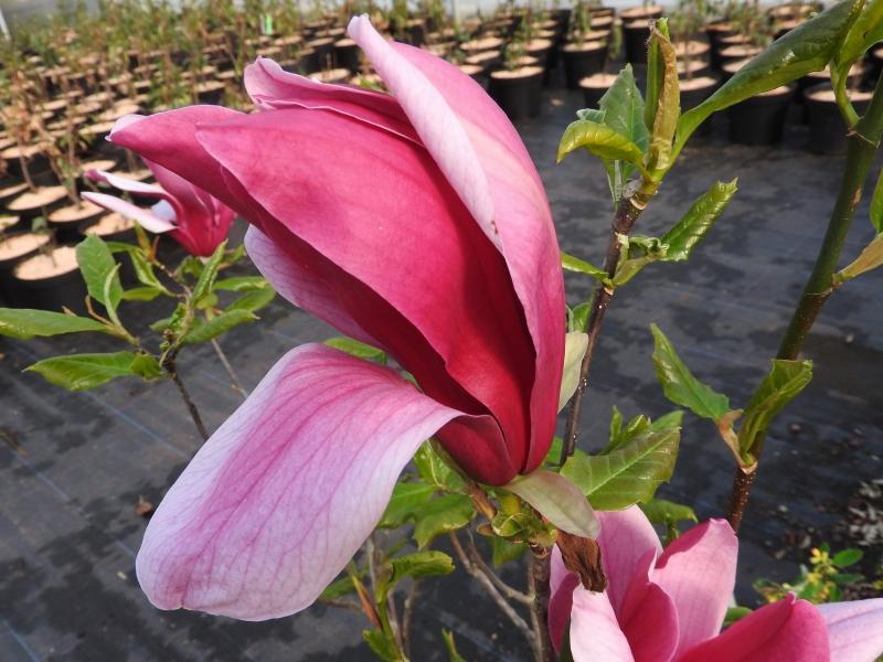 Weinrote Blüte der Purpurmagnolie Ricki