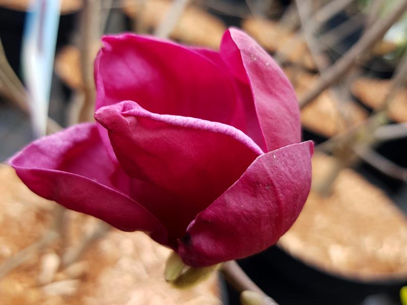 Dunkelrosa Blüte der Magnolie Genie