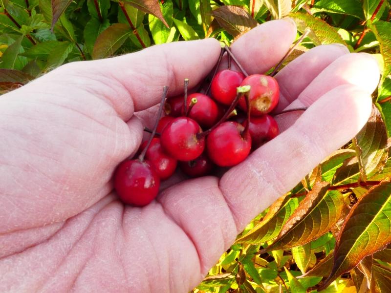 Prydnadsapel Dark Rosaleen, Malus Dark Rosaleen,