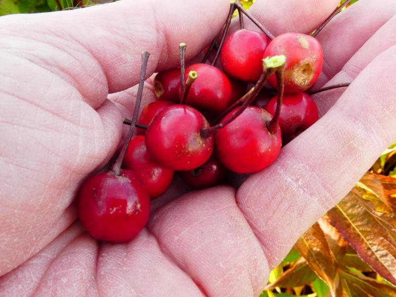 Prydnadsapel Dark Rosaleen, Malus Dark Rosaleen,