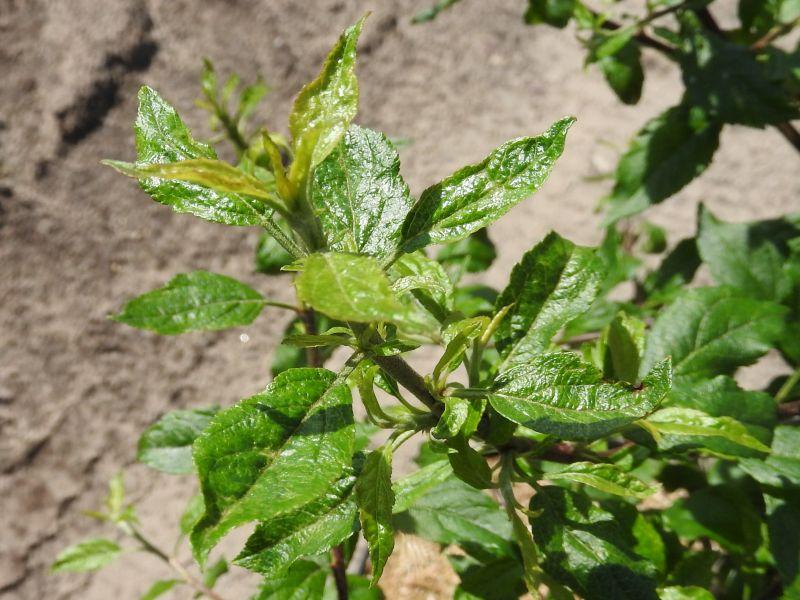 Laub von Malus communis Holsteiner Zwerg