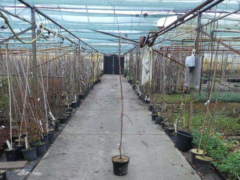 Malus Royal Beauty, als Heister 150/200, Aufnahme aus Februar 2020