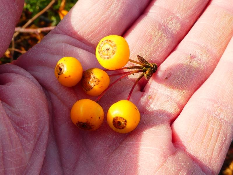 Malus transitoria, prydnadsapel, vildapel