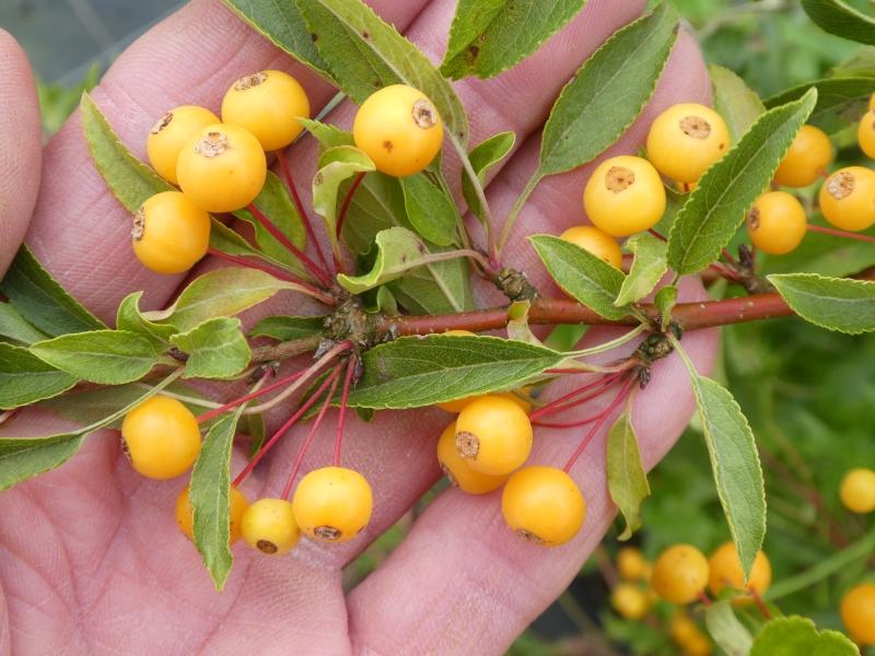 Malus transitoria, prydnadsapel, vildapel