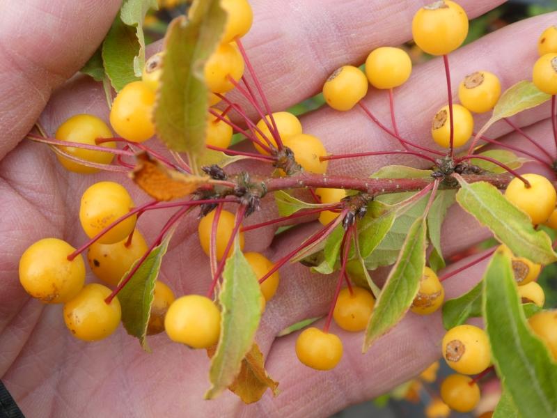 Malus transitoria, prydnadsapel, vildapel