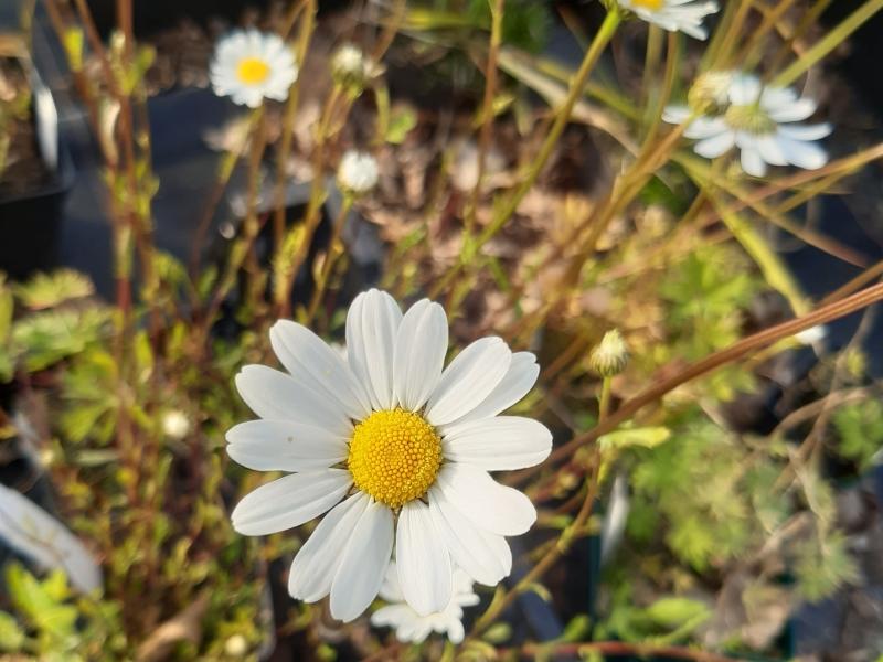 Blühende Wiesen-Margerite im Mai