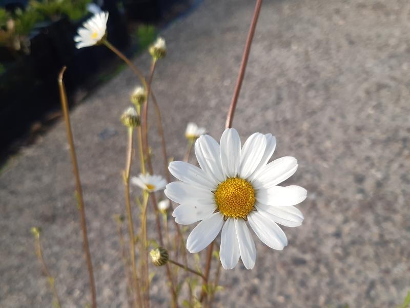 Die einhemische Wiesen-Margerite blüht im Mai.