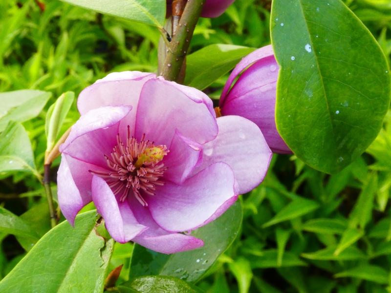 Rosa Michelia, rosablommande Michelia, Michelia Fairy Pink