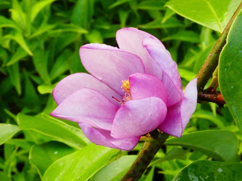 Rosa Michelia, rosablommande Michelia, Michelia Fairy Pink