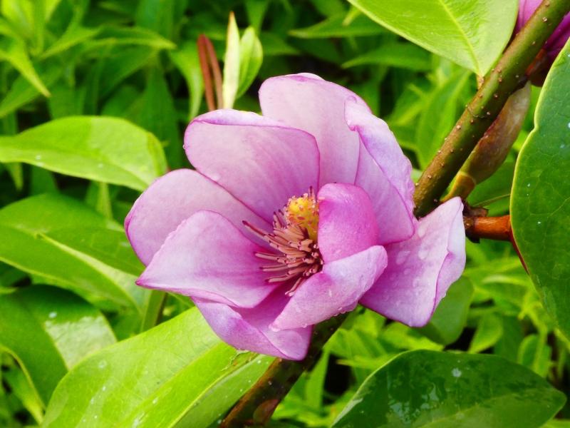 Rosa Michelia, rosablommande Michelia, Michelia Fairy Pink