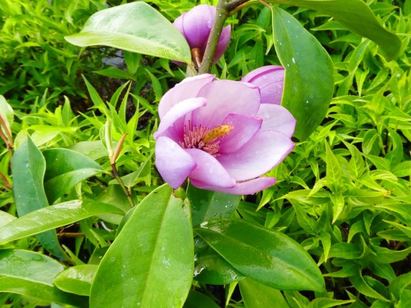 Rosa Michelia, rosablommande Michelia, Michelia Fairy Pink