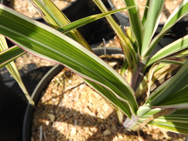 Glansmiskantus Cosmopolitan, Miscanthus sinensis Cosmopolitan