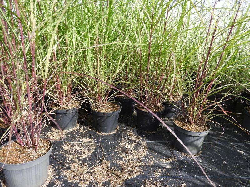 Garten-Chinaschilf Malepartus in der Baumschule