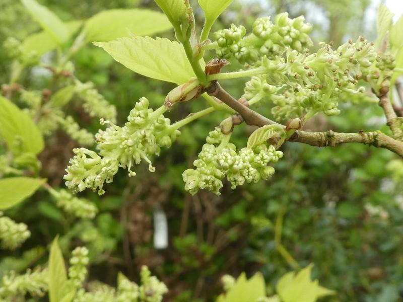 Mullbär Spiralis, Morus alba Spiralis