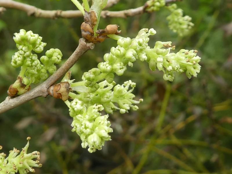 Mullbär Spiralis, Morus alba Spiralis